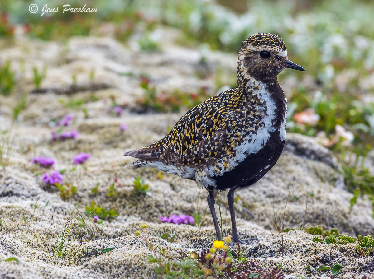 This beautiful Eurasian&nbsp;Golden Plover or&nbsp;Pluvialis apricaria&nbsp;must have been a parent with&nbsp;a nest and young...