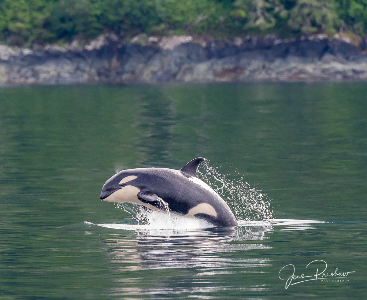 A female resident killer whale&nbsp;( Orcinus orca ) porpoises&nbsp;close to shore.
