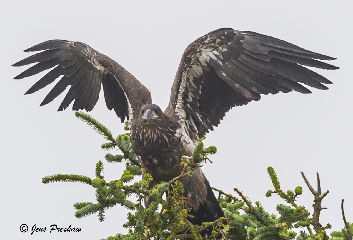 This golden eagle (&nbsp;Aquila chrysaetos&nbsp;) was about to take flight after being perched at the top of a tree. One way...