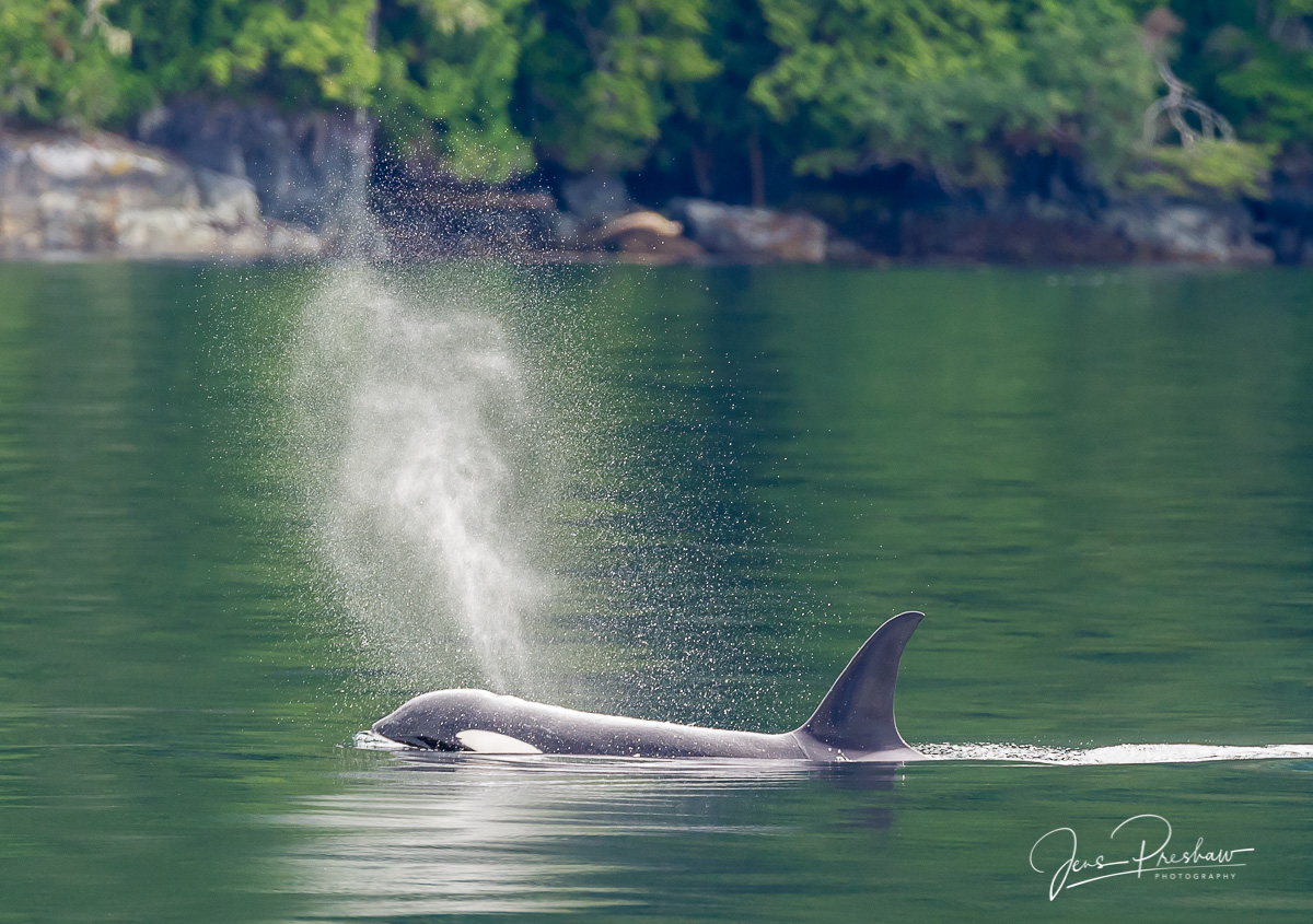 A resident Killer whale ( Orcinus orca )&nbsp;swims and exhales close to shore.