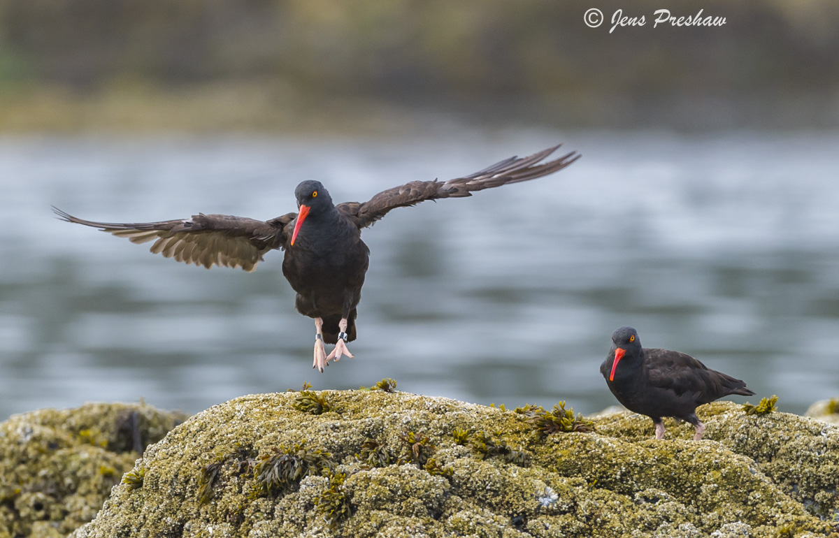 The black oystercatcher (&nbsp;Haematopus bachmani&nbsp;) moves slowly and methodically among wave splashed rocks along the ocean...