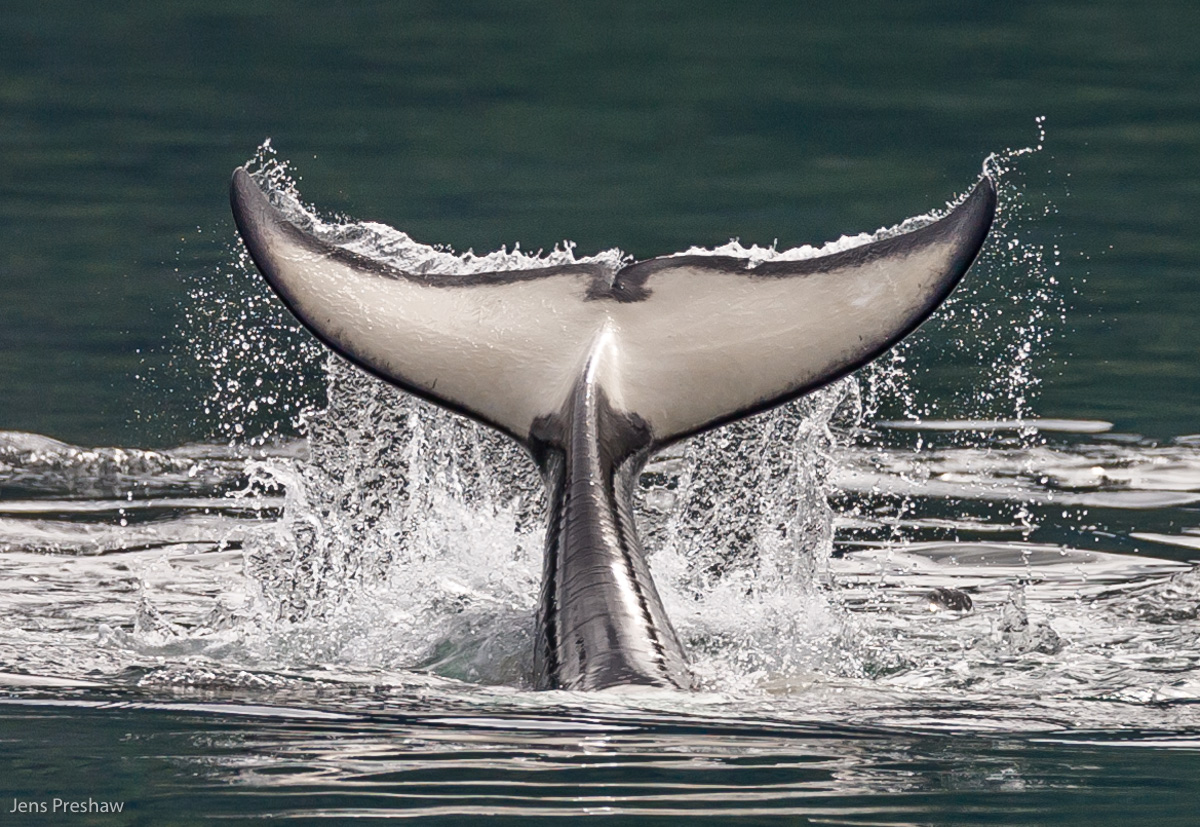 This resident Orca ( Orcinus orca ) was photographed tail slapping. The Killer Whale is black in colour dorsally and white ventrally...