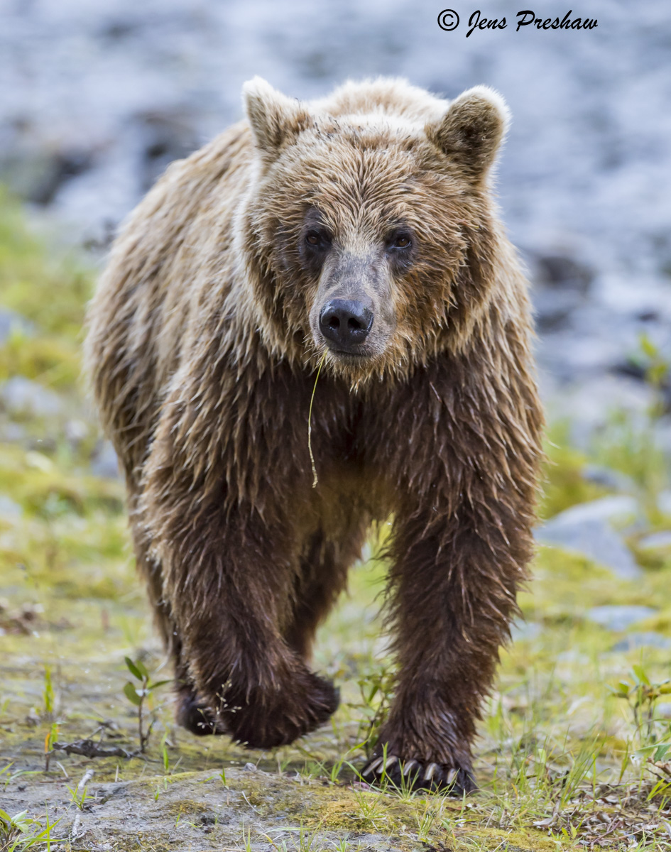 A male grizzly bear can weigh from 250 kg to 350&nbsp;kg and a female&nbsp;can weigh from 125&nbsp;kg to 175&nbsp;kg.