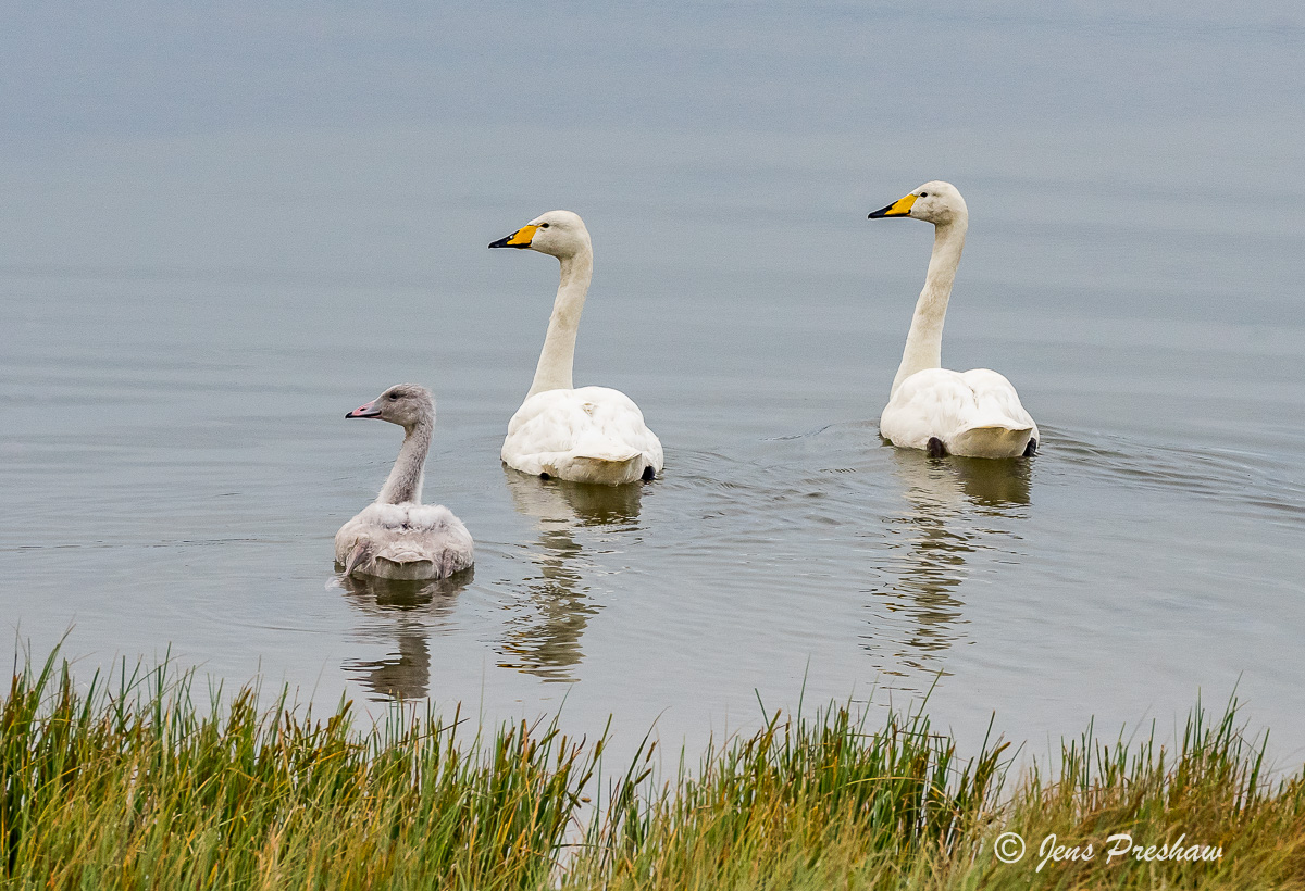 Whooper Swans, Cygnus cygnus, West Iceland, Summer