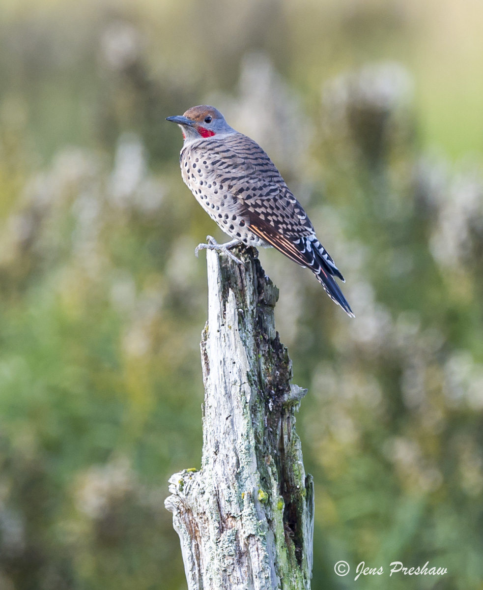 The Northern Flicker ( Colaptes auratus ) is a type of woodpecker. You wouldn't expect to see a woodpecker on the ground, but...