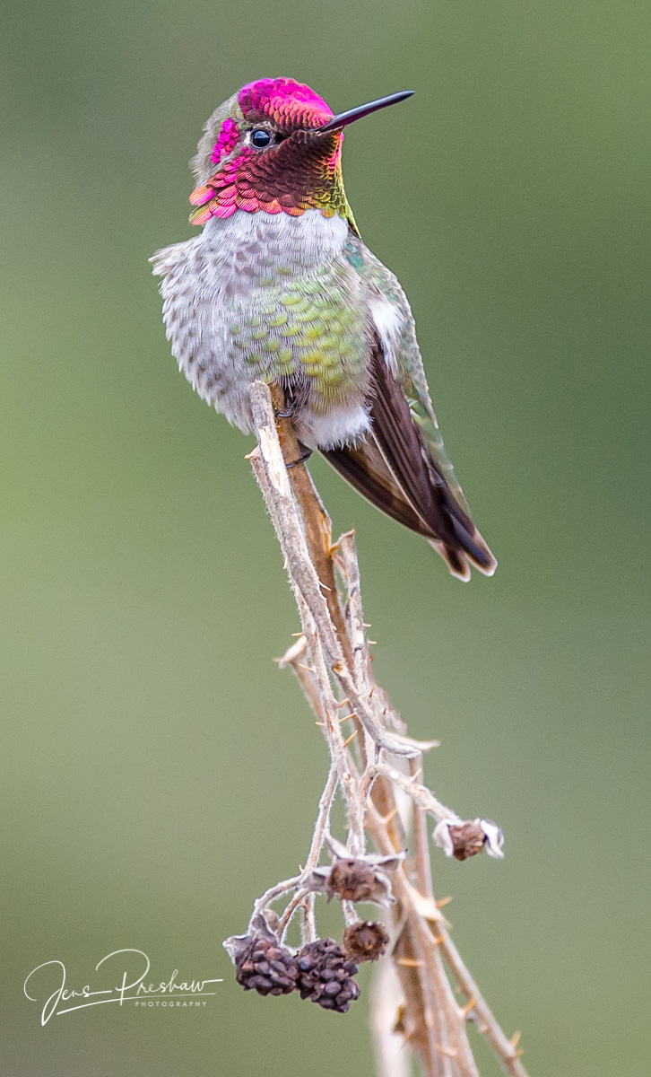 The&nbsp;Anna's hummingbird ( Calypte anna ) is&nbsp;the most common hummingbird along the Pacific coast. The male&nbsp;has iridescent...