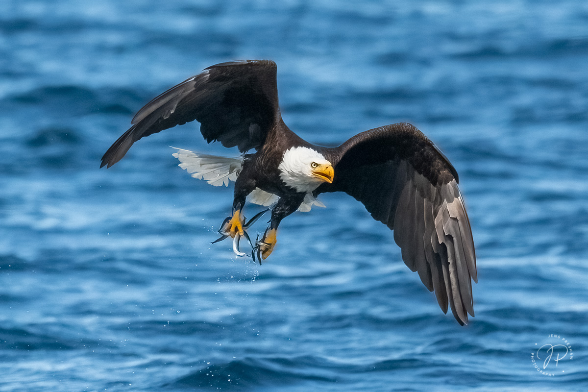 Birds like Gulls, Rhinoceros Auklets, and Pelagic Cormorants were gathering to feed on a bait ball or fish boil. Bald Eagles (...