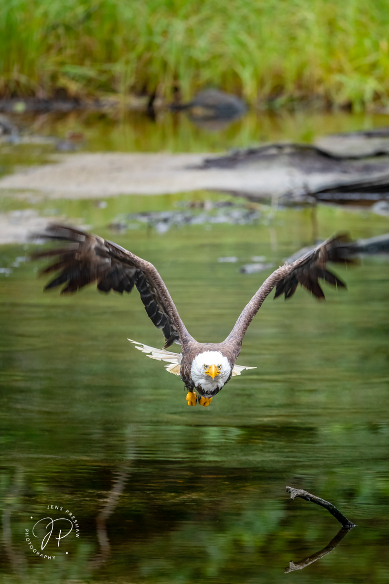 Shortly after taking off from a tidal marsh this Bald Eagle ( Haliaeetus leucocephalus ) retracts its legs to make itself more...