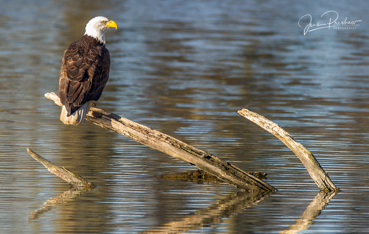 Early in the morning I was taking images of this adult Bald Eagle (&nbsp;Haliaeetus leucocephalus ) perched on a dead tree. There...