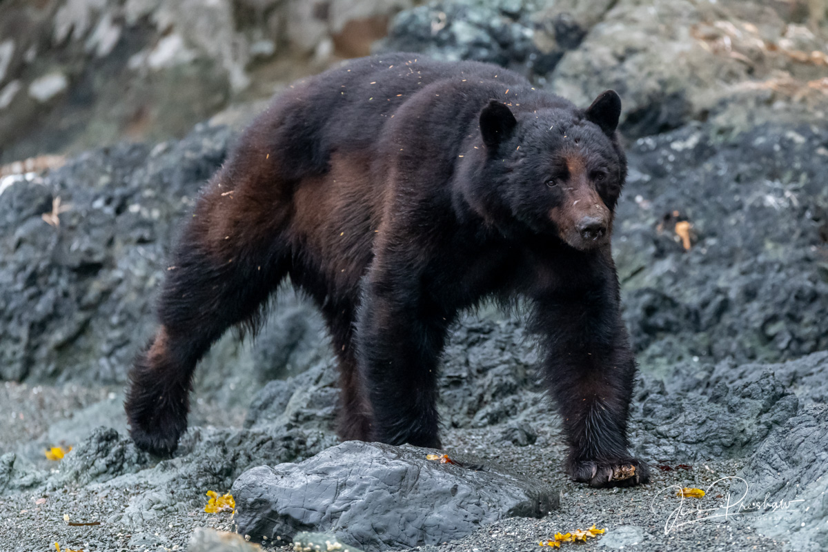 A Black Bear ( Ursus americanus carlottae ) walks along the beach. The Haida have respected this animal, calling bears Taan...