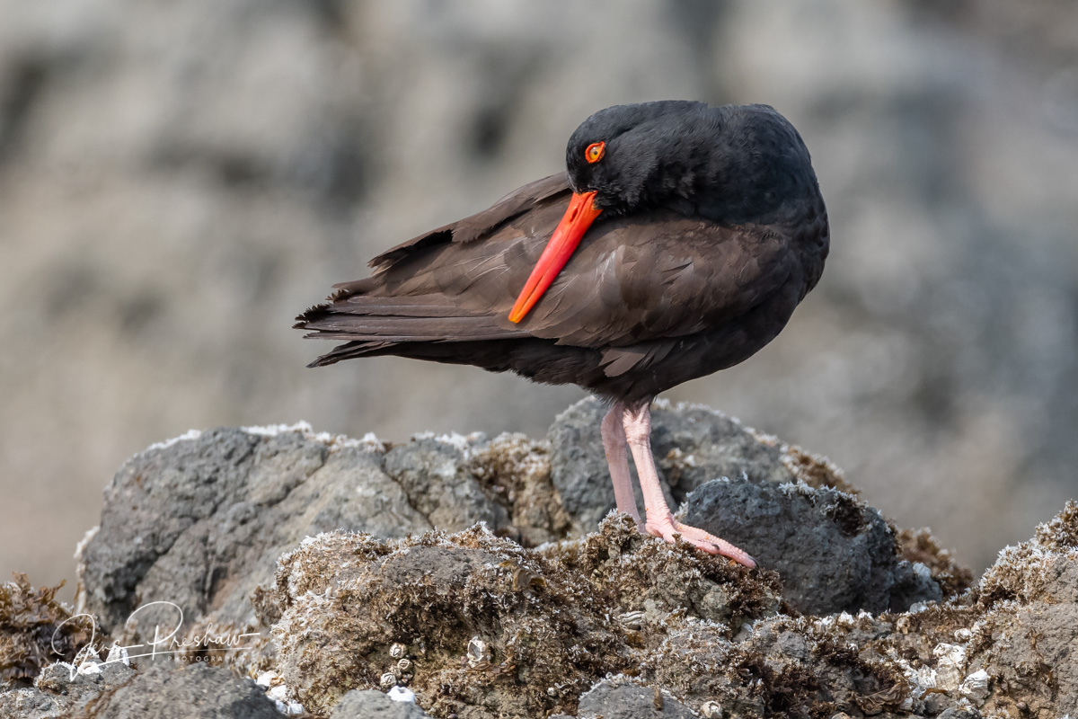 This Black Oystercatcher ( Haematopus bachmani )&nbsp;was resting and didn't seem alarmed by me,&nbsp;my camera and telephoto...