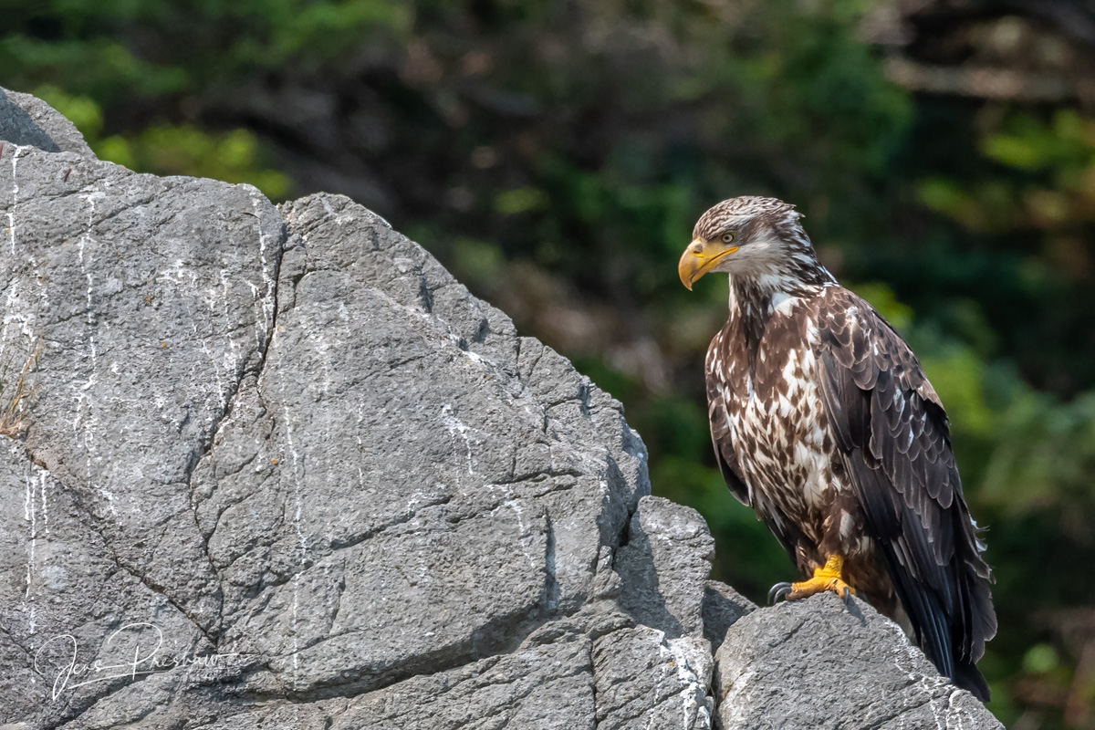A juvenile Bald Eagle ( Haliaeetus leucocephalus ) perches on a rock. This is a juvenile because of the white mottling. I like...
