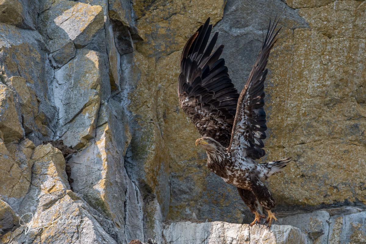 A second&nbsp;year Bald Eagle ( Haliaeetus leucocephalus ) takes off from a cliff in Gwaii Haanas National Park Reserve.&nbsp...