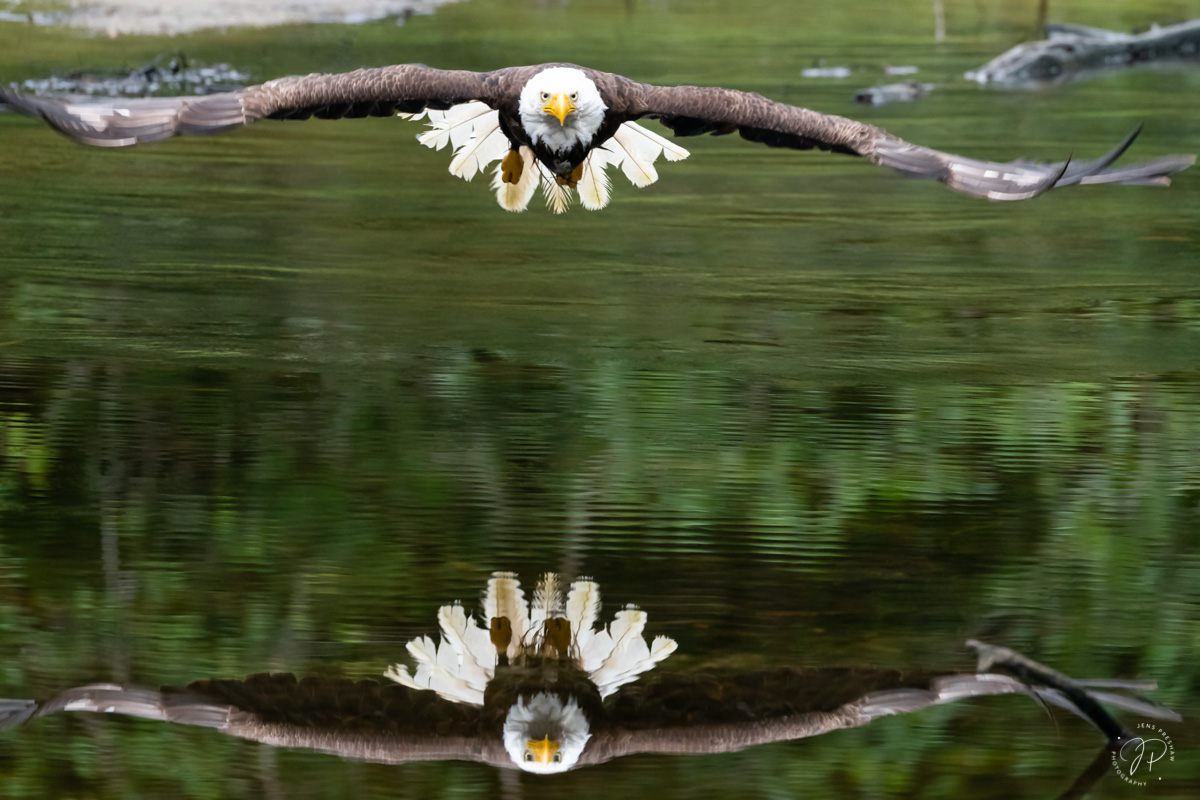 A Bald Eagle ( Haliaeetus leucocephalus ) taking off from a tidal marsh is reflected in the water. They feed mainly on fish (...