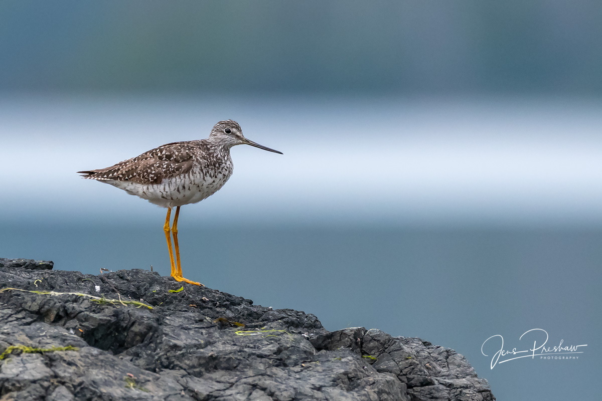 When I was&nbsp;watching this Greater Yellowlegs ( Tringa melanoleuca ) it was constantly bobbing its head. You can tell this...
