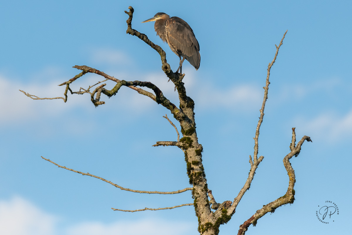 A Pacifc Great Blue Heron ( Ardea herodias fannini ) is perched at the top of a tree. When I took this photo it was nearly sunset...