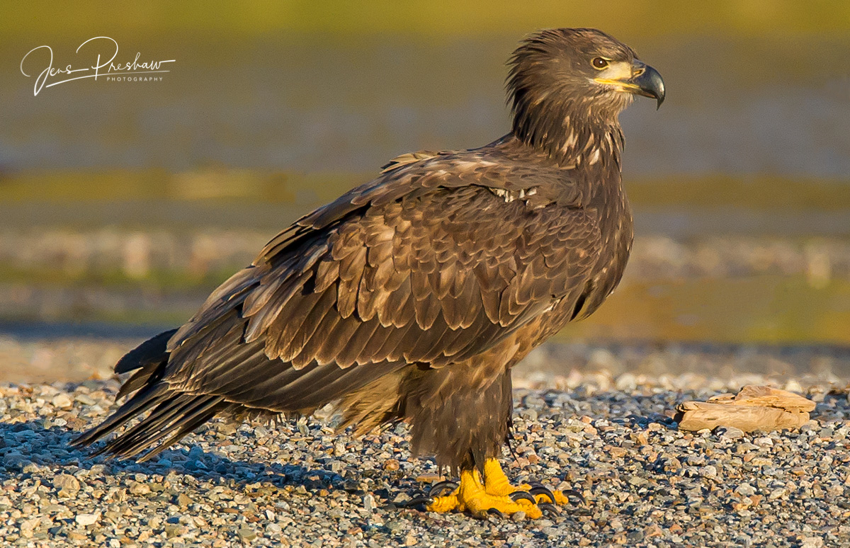 A juvenile Bald Eagle ( Haliaeetus leucocephalus )&nbsp;eyes me suspiciously. A juvenile Bald Eagle is dark brown with variable...