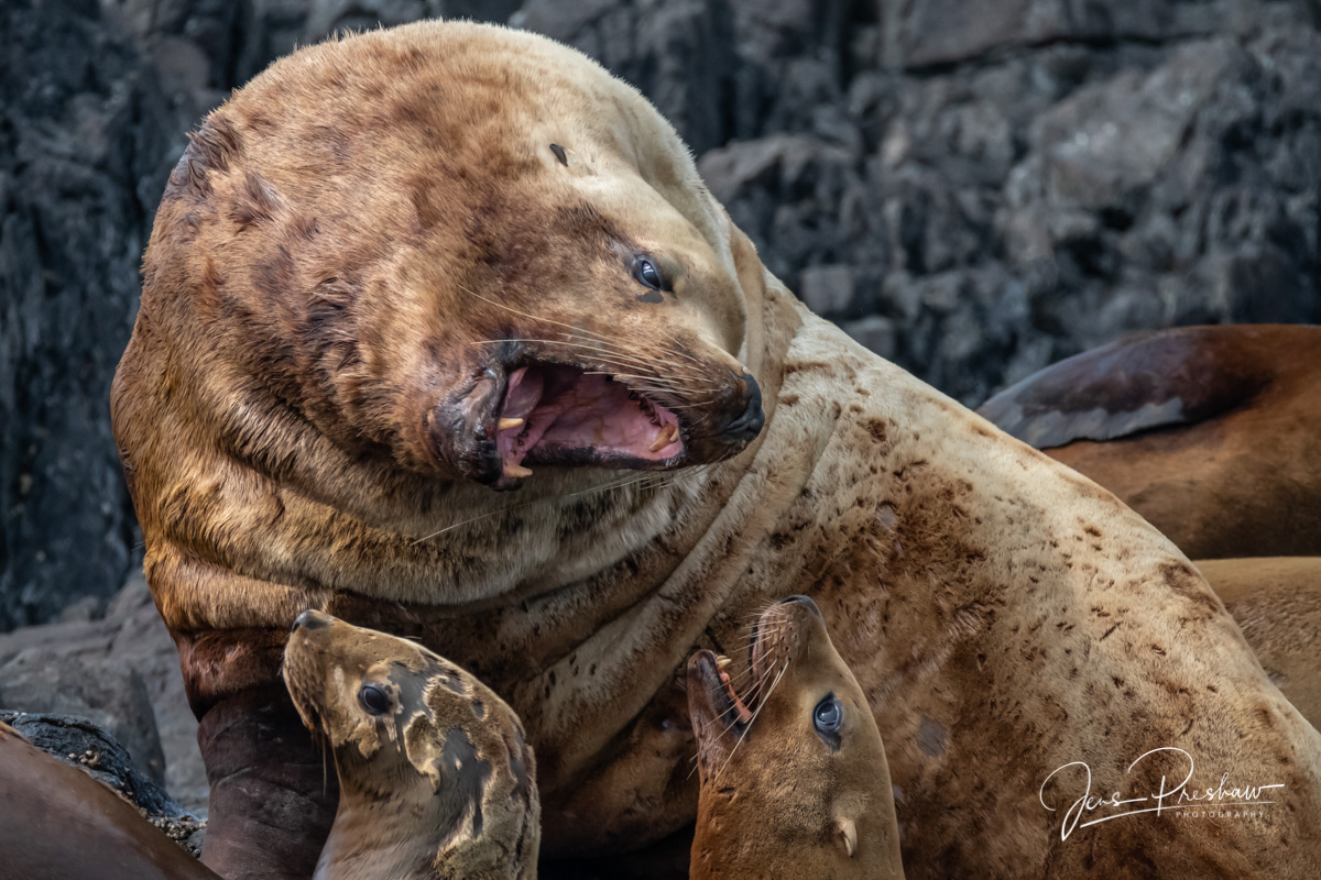 A large male Steller Sea Lion&nbsp;( Eumetopias jubatus )&nbsp;hisses and roars.