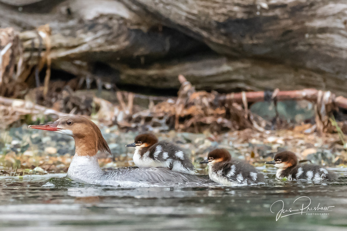 A female Common&nbsp;Merganser ( Mergus merganser ) with three of her young. I counted ten chicks swimming behind her.&nbsp;