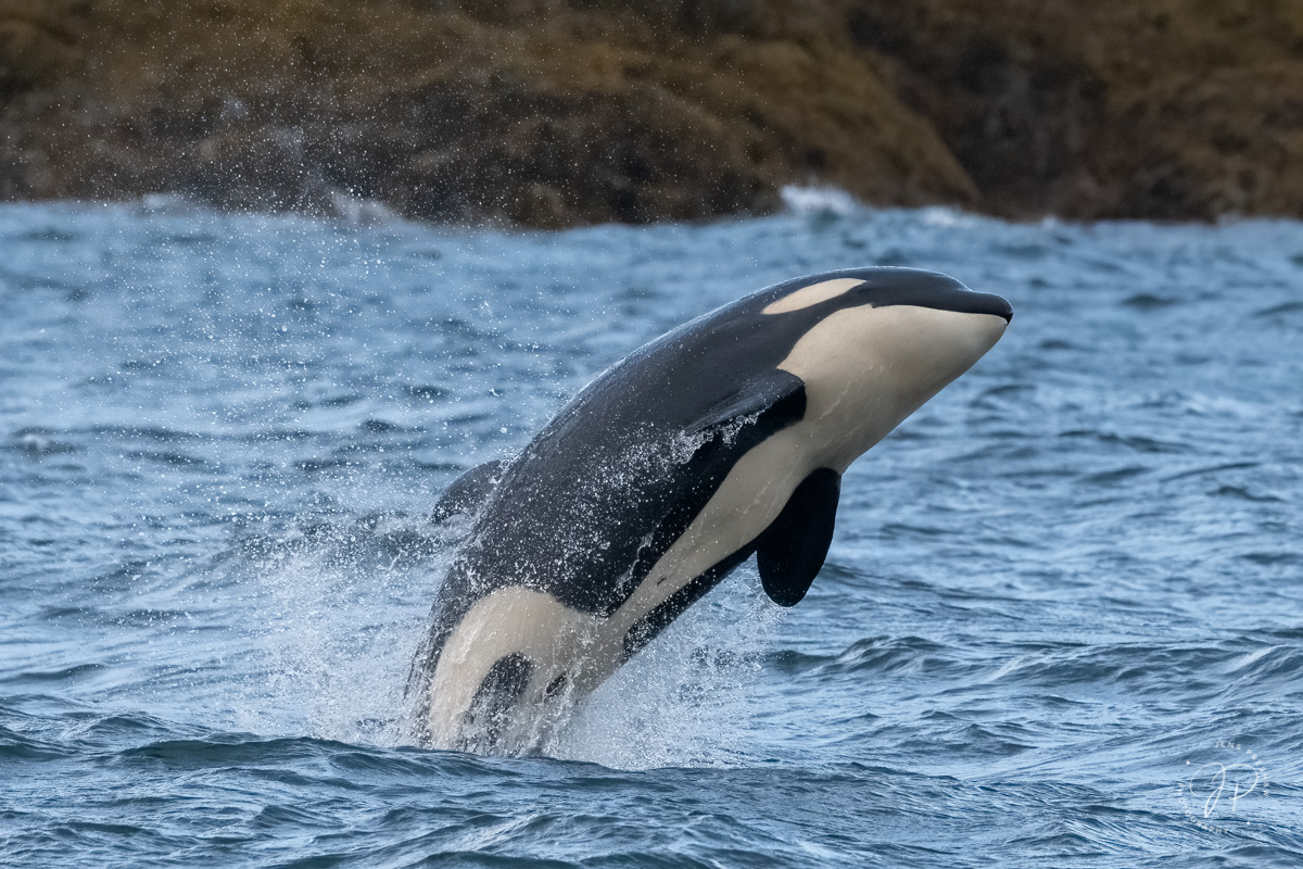 The most distinctive feature of the Killer Whale ( Orcinus orca ) is its coloration. In the photo you can see how the body is...