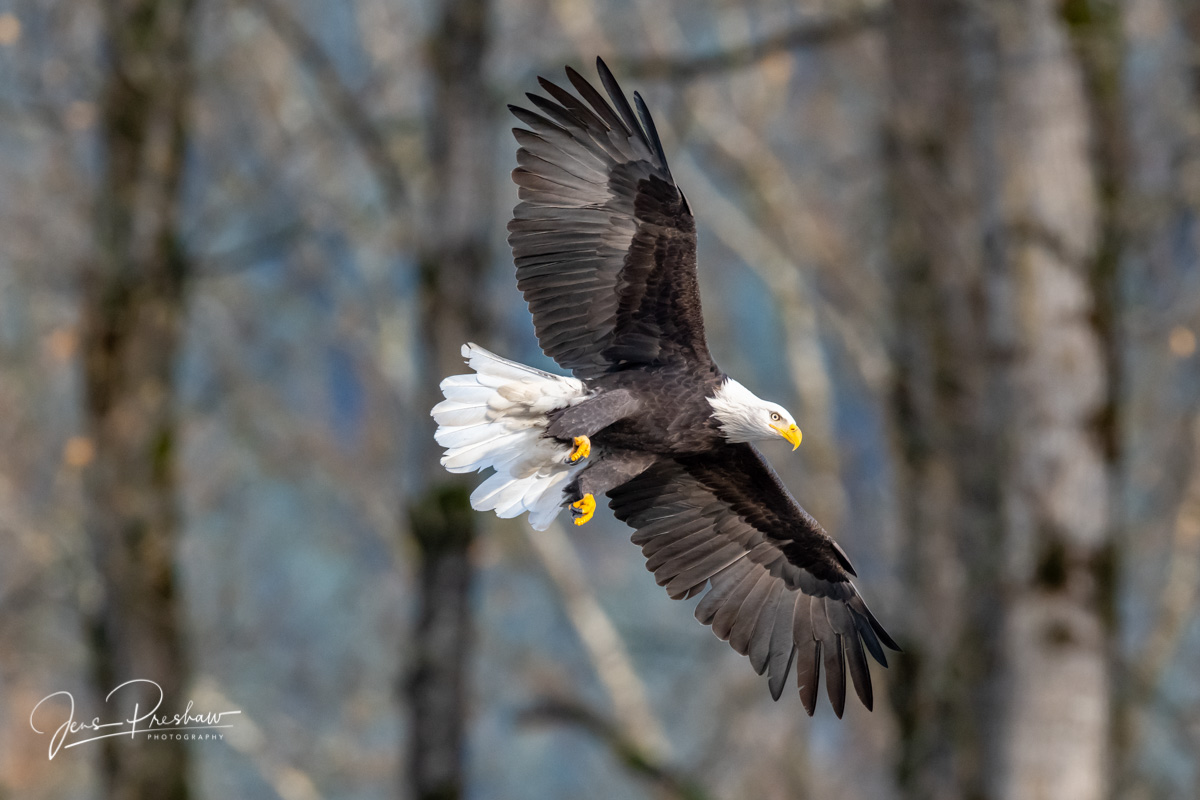 A Bald Eagle (&nbsp;Haliaeetus leucocephalus&nbsp;) shows its two metre wingspan. You can see in the photo that this Bald Eagle...