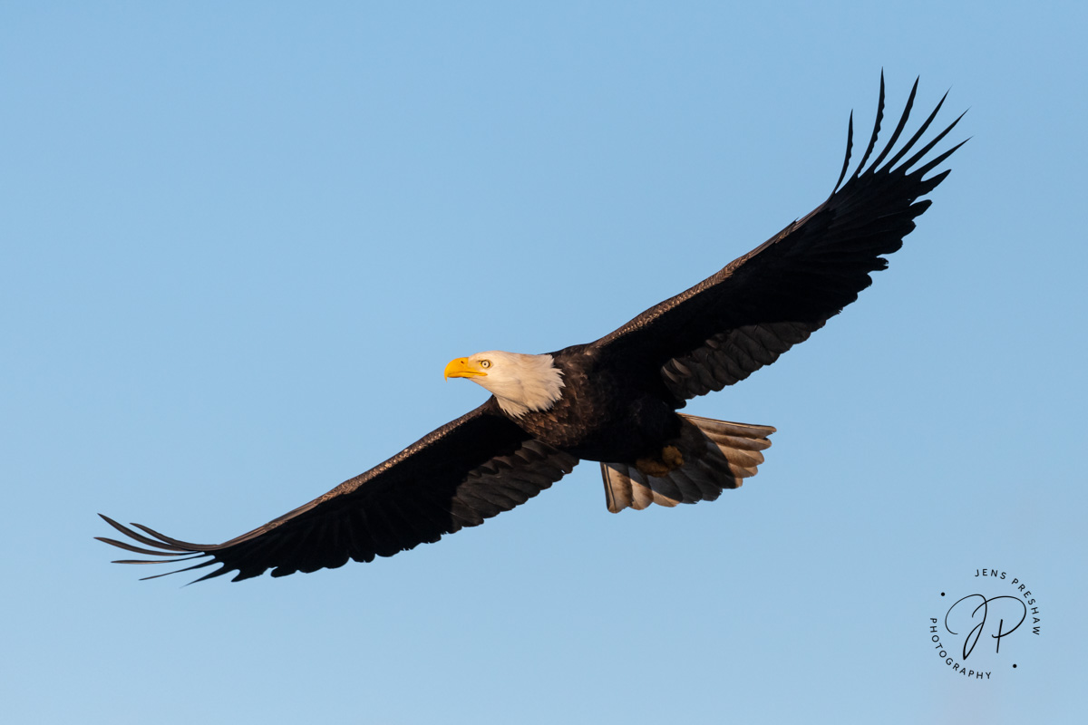 A Bald Eagle ( Haliaeetus leucocephalus ) soars in the sky. Wingtip feathers in birds are aerodynamically efficient because of...