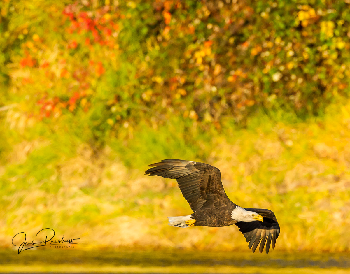 An adult Bald Eagle ( Haliaeetus leucocephalus ) glides&nbsp;low above the river. I like this image because of the strong&nbsp...