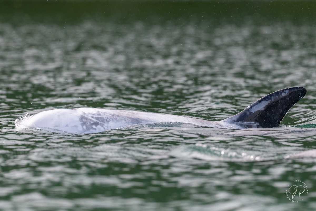 The coloration of Risso's Dolphins ( Grampus griseus ) is quite variable and striking. As the dolphins age, their body colour...