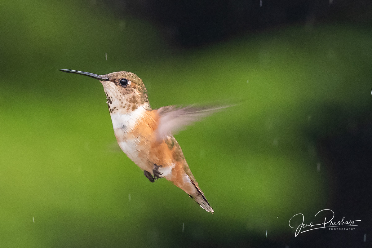 A&nbsp;Rufous Hummingbird ( Selasphorus rufus ) hovers in the rain. This hummingbird has the longest migration route of all North...