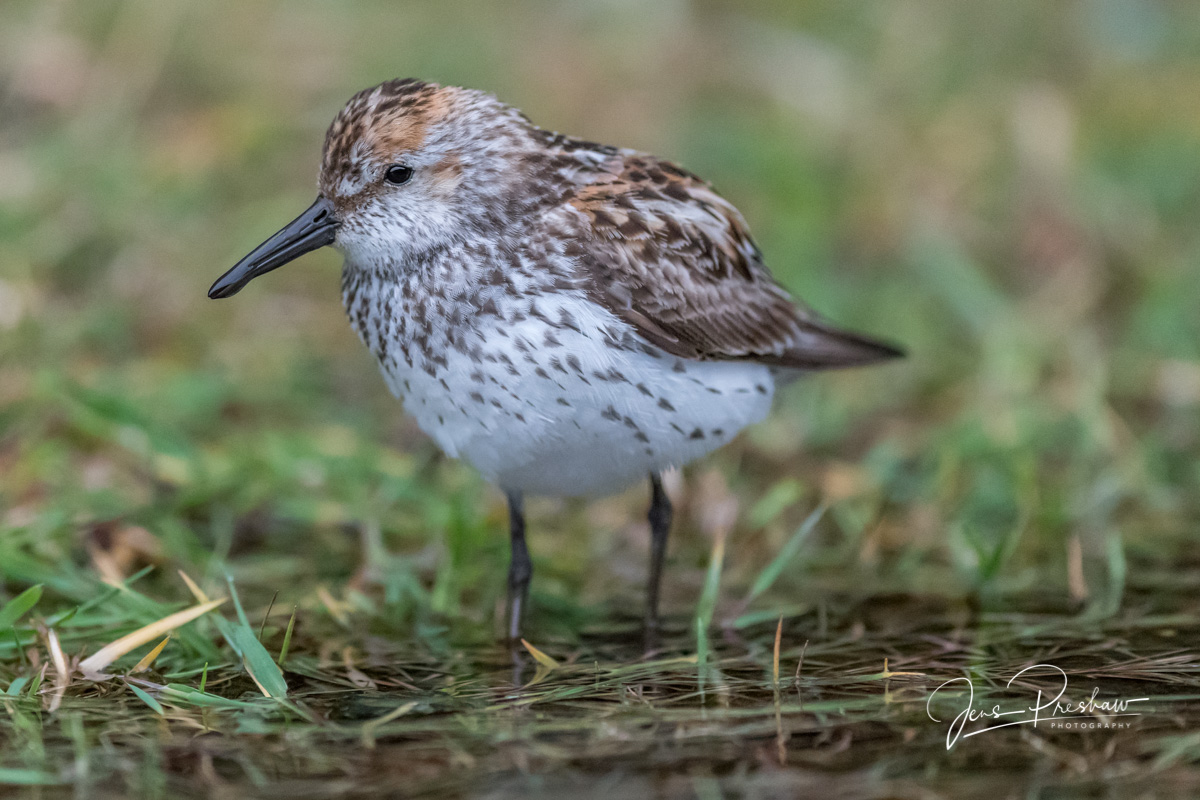 One of my favourite photos from my trip to Haida Gwaii.&nbsp;A really soft and low level&nbsp;image of a&nbsp;Sanderling ( Calidris...