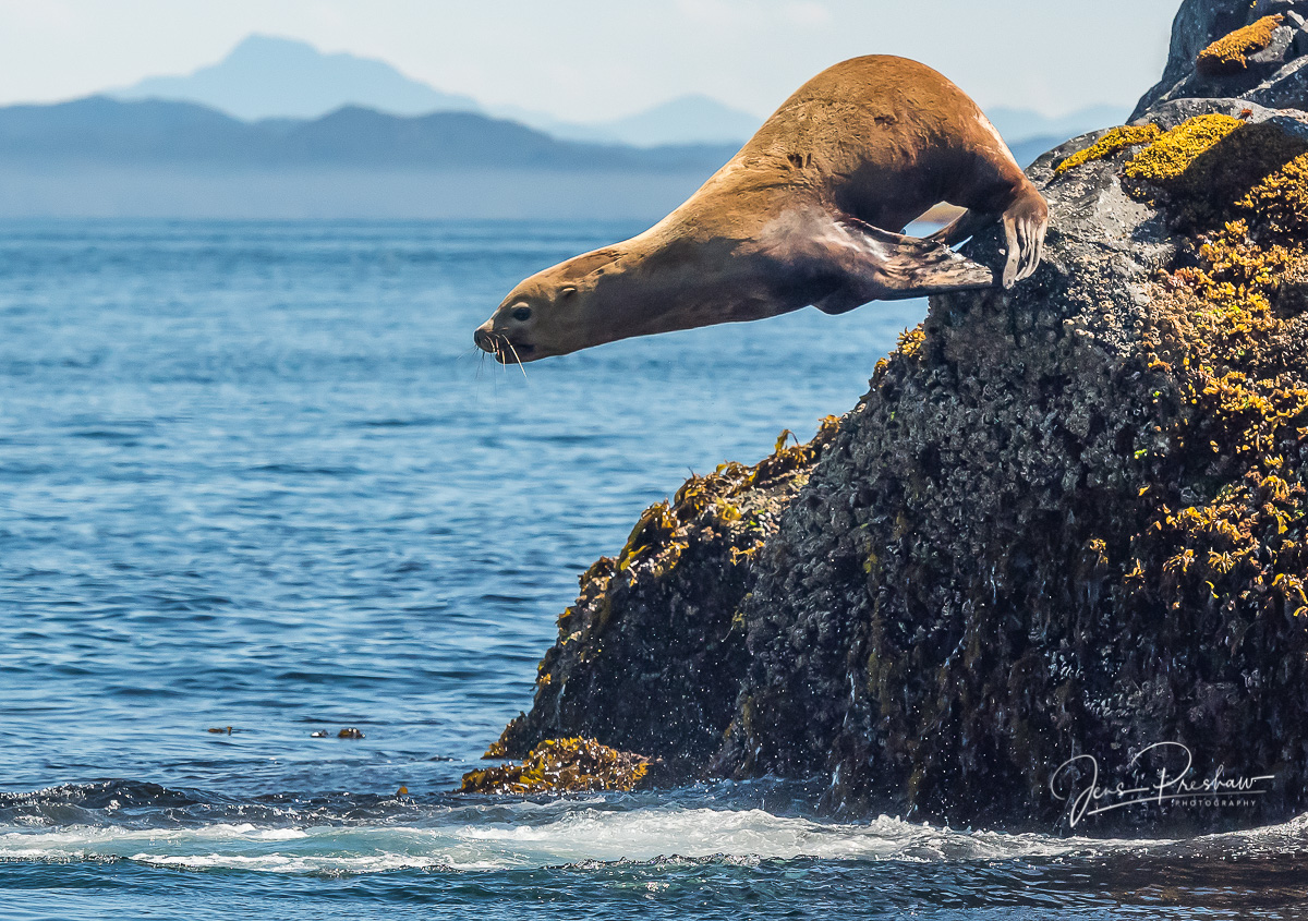 A Steller Sea Lion ( Eumetopias jubatus ) dives into the ocean&nbsp;from its rookery.