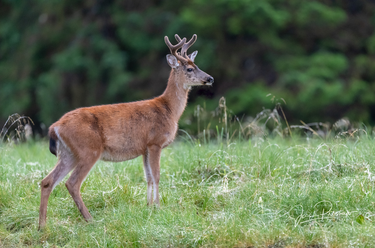 Between&nbsp;1878 and 1925, European settlers introduced 39 Sitka black-tailed deer ( Odocoileus hemionus sitkensis ) to Haida...