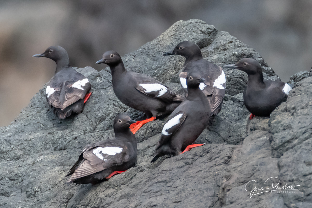 The&nbsp;Pigeon Guillemot ( Cepphus columba ) is very closely related to the Black Guillemot. In the photo you can see their...