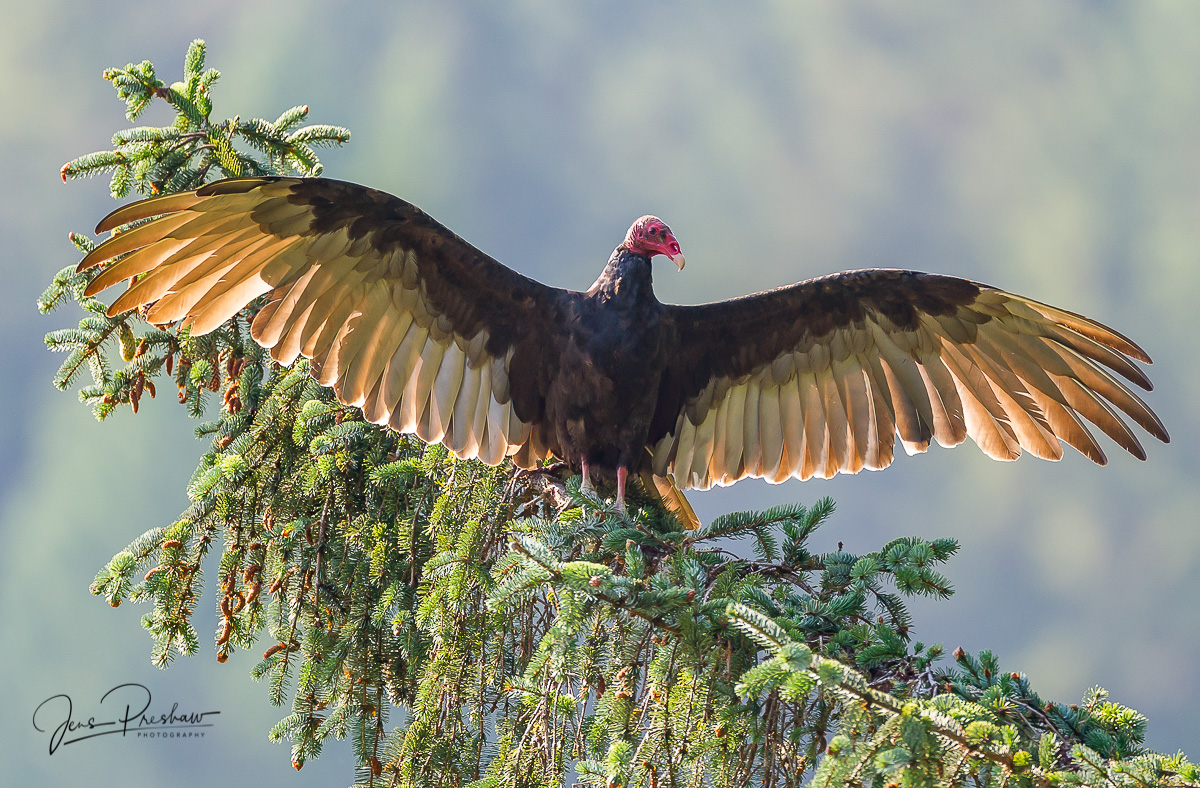 The Turkey Vulture ( Cathartes aura ) is a carrion feeder who finds its food by smell. Like other carrion birds, Turkey Vultures...