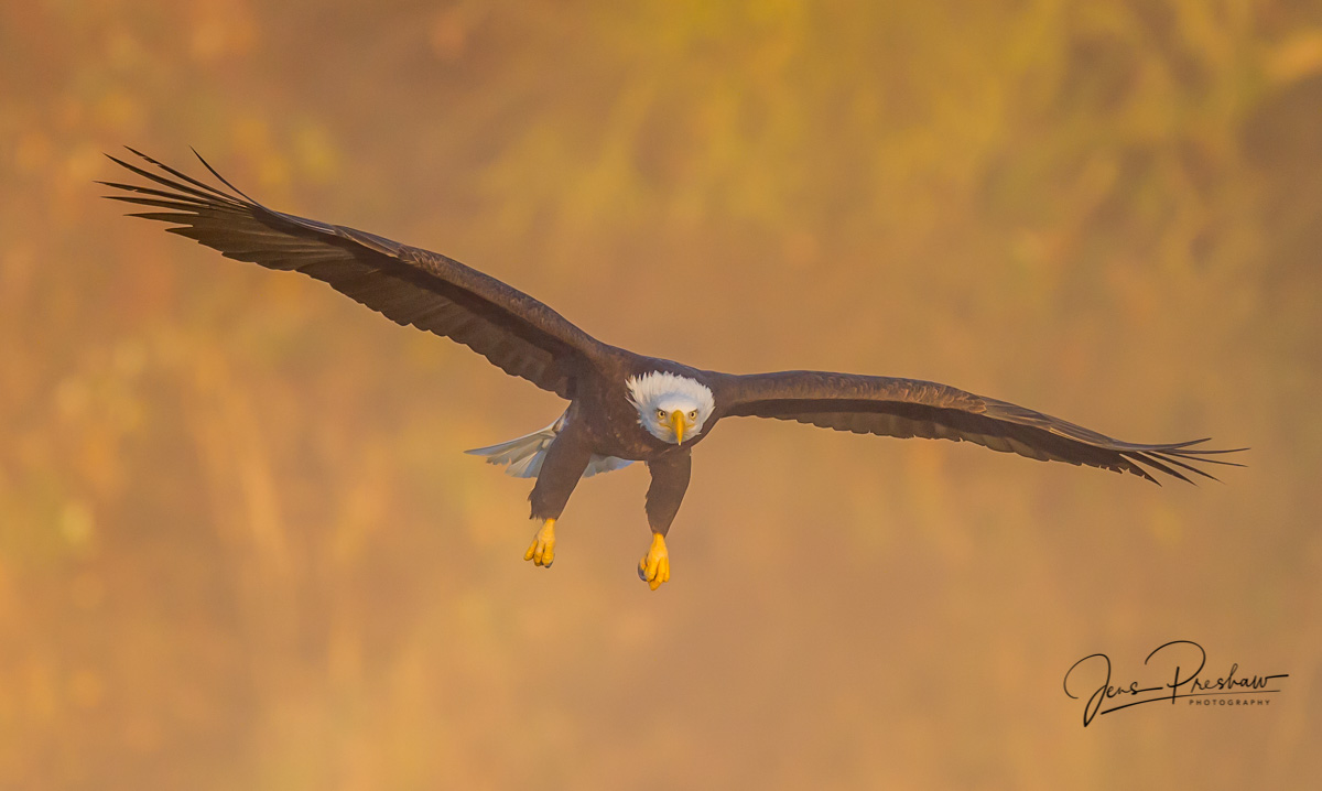 An adult Bald Eagle ( Haliaeetus leucocephalus )&nbsp;lands on a river sandbar.&nbsp;