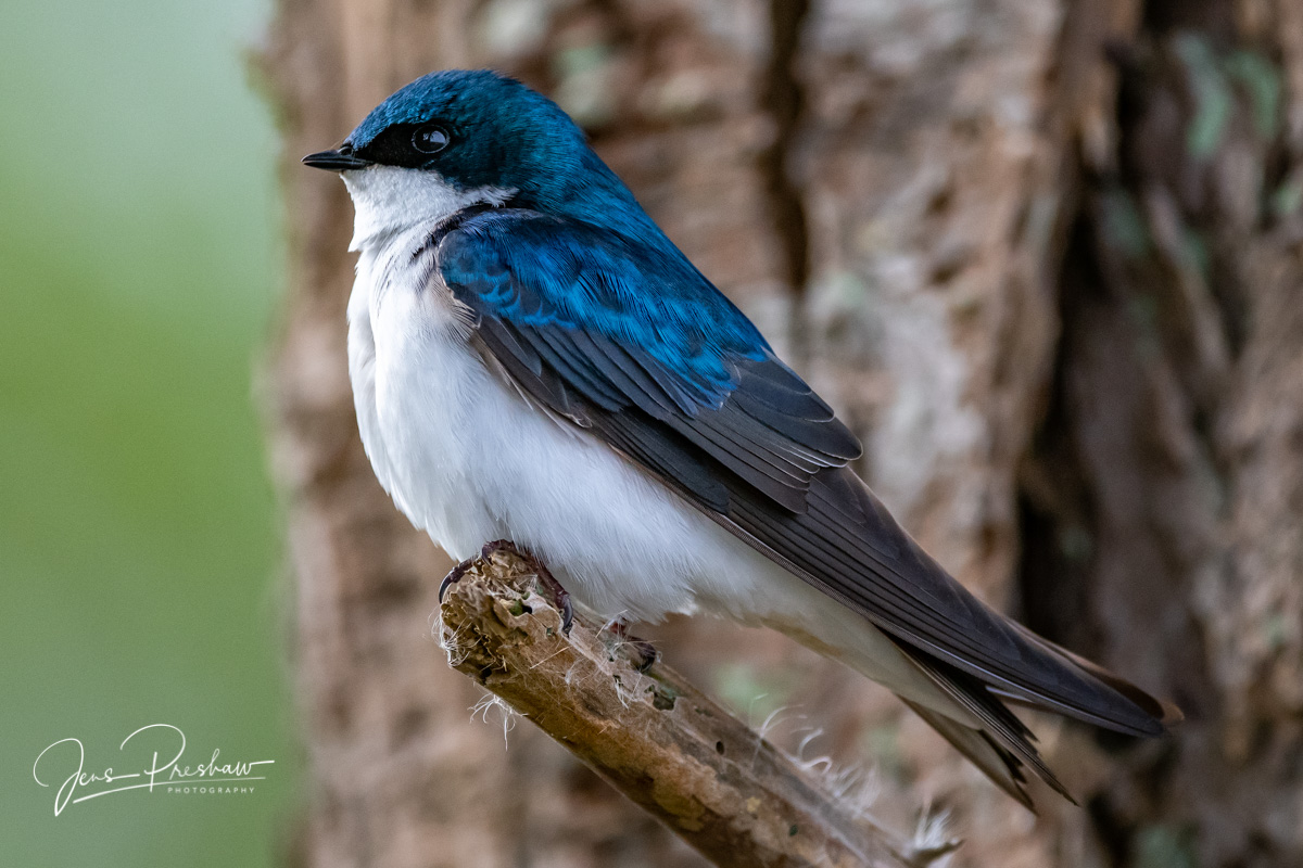 The Tree Swallow ( Tachycineta bicolor ) was first described in 1808 by Louis Jean Pierre Vieillot, a French ornithologist. They...