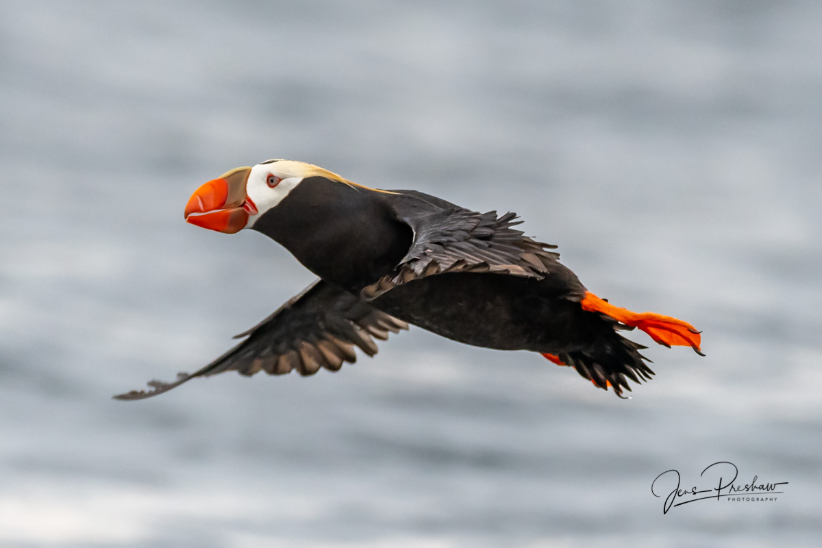 A Tufted Puffin ( Fratercula cirrhata )&nbsp;comes in for a landing. It's a seabird of the open waters, islands and coastal cliffs...