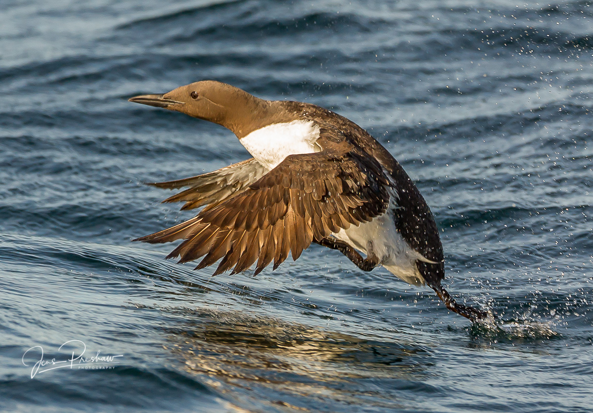 A Common Murre ( Uria alle ) uses a combination of flapping its wings and running&nbsp;to take off from the ocean surface. When...