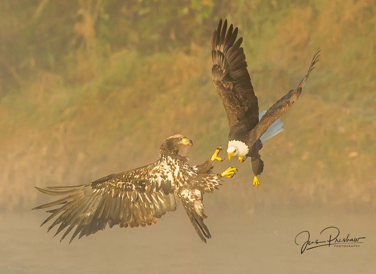 A juvenile Bald Eagle ( Haliaeetus leucocephalus )&nbsp;tries to prevent an adult Bald Eagle from taking its salmon carcass.