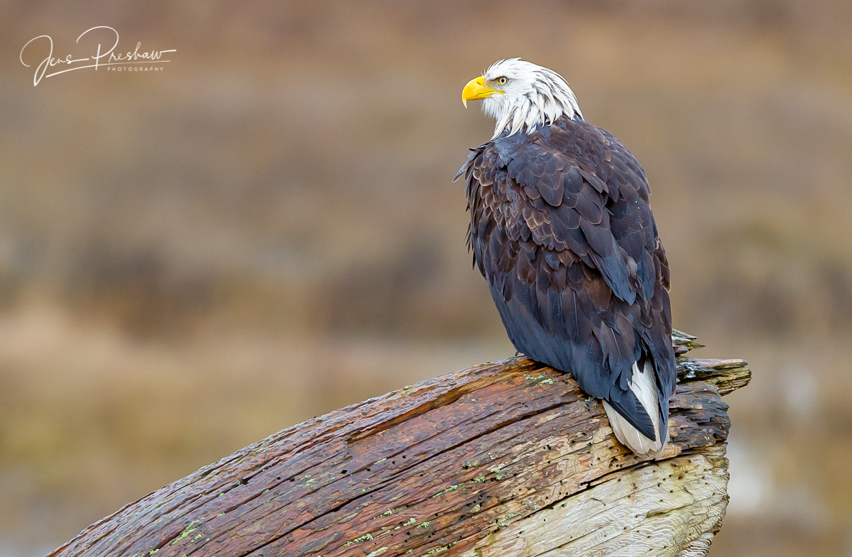 A Bald Eagle ( Haliaeetus leucocephalus ) perches on a piece of driftwood on a rainy day. I like the nice bokeh in this image...