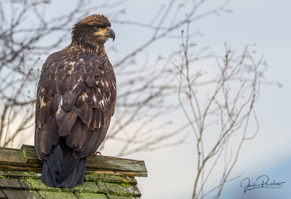 A juvenile Bald Eagle ( Haliaeetus leucocephalus )&nbsp;sits on the roof of a small shed.&nbsp;