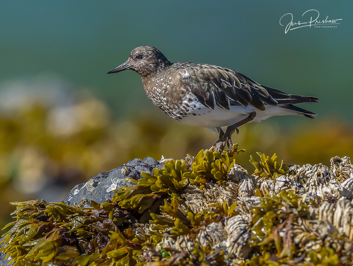 A Black Turnstone ( Arenaria melanocephala ) foraging amongst the Rockweed in the intertidal zone. The Black Turnstone shows...