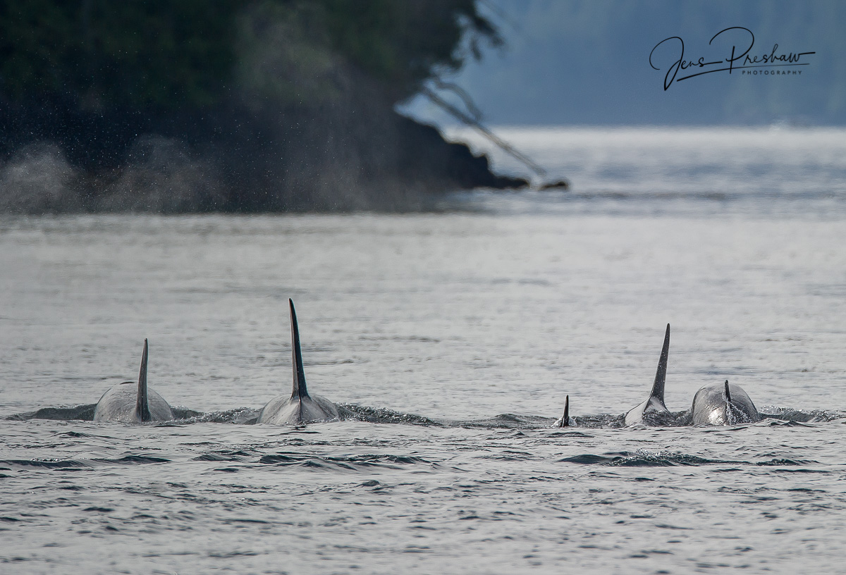Five resident Killer whales ( Orcinus orca ) swimming up the strait.