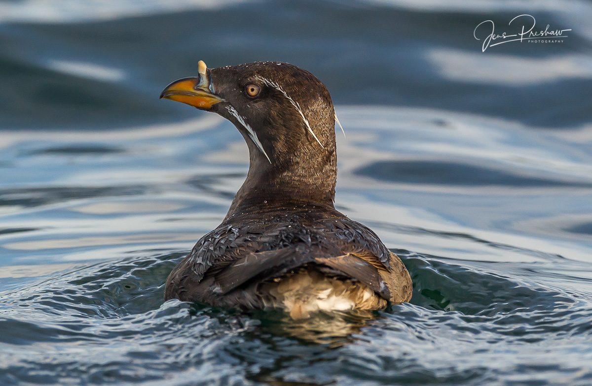 The Rhinoceros Auklet ( Cerorhinca monocerata ) has a horn at the base of its bill. Even though it's called an auklet it's more...